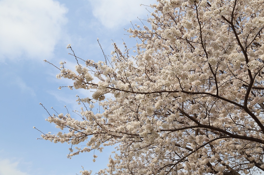 桜＠今川公園