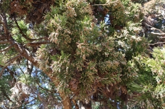 杉と花粉
