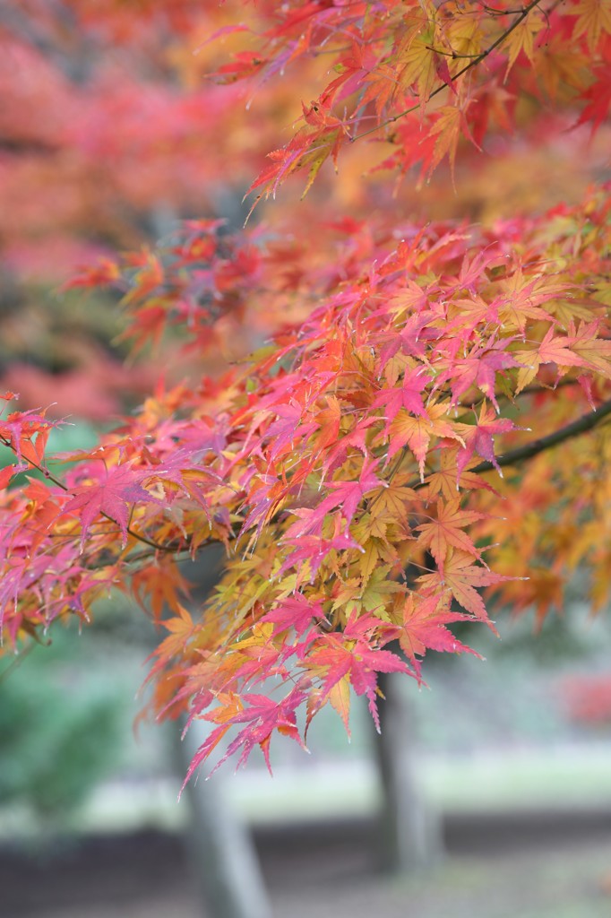 紅葉＠横浜