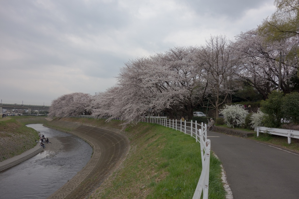 境川沿い
