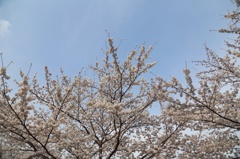 川沿いの満開桜