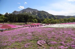 秩父　羊山公園の芝桜