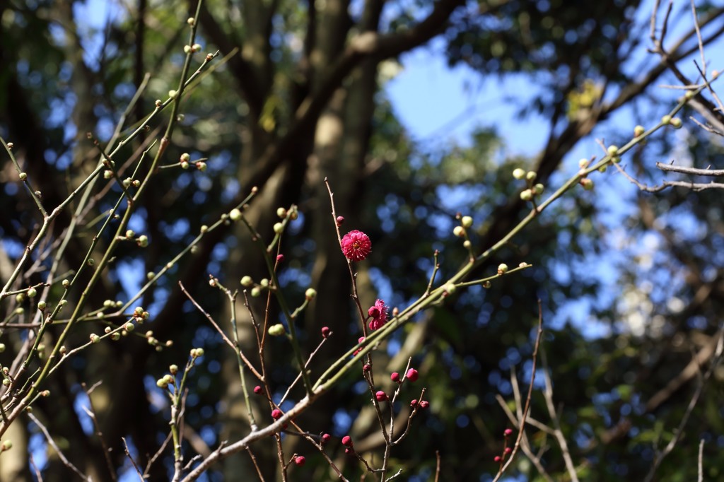 2013年　梅の花