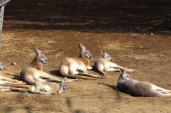 日光浴中のアカカンガルー