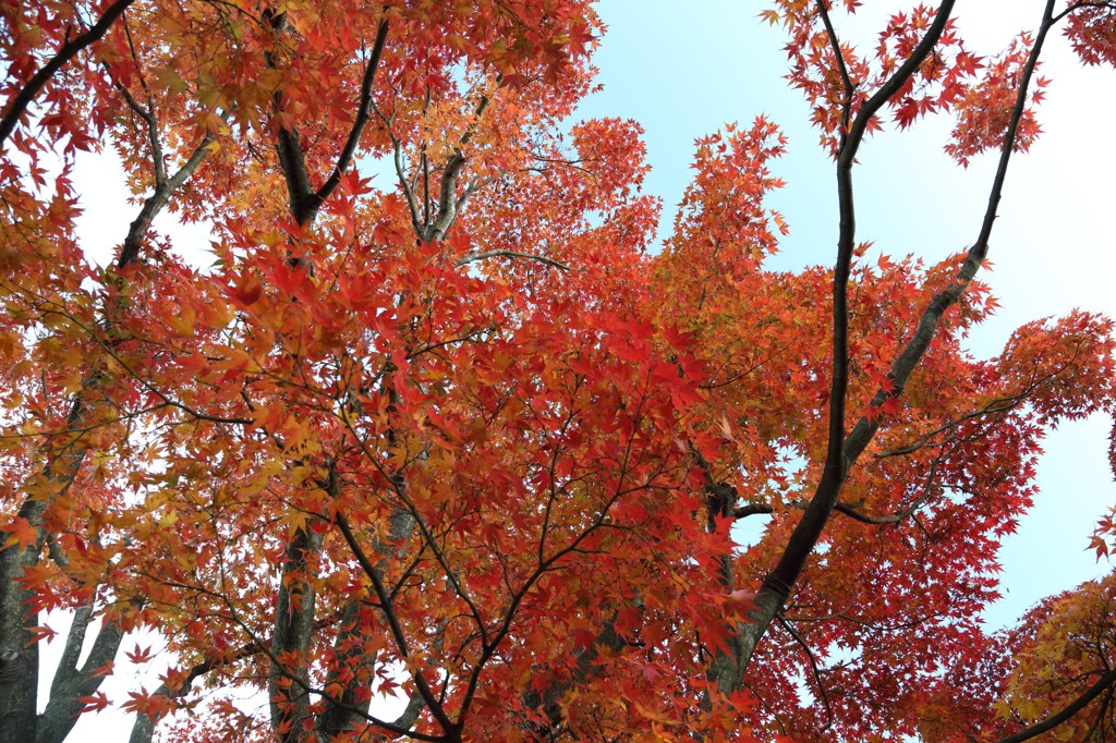 紅葉＠横浜