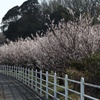 境川CR沿いの梅