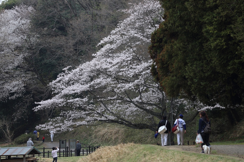 桜＠こども自然公園
