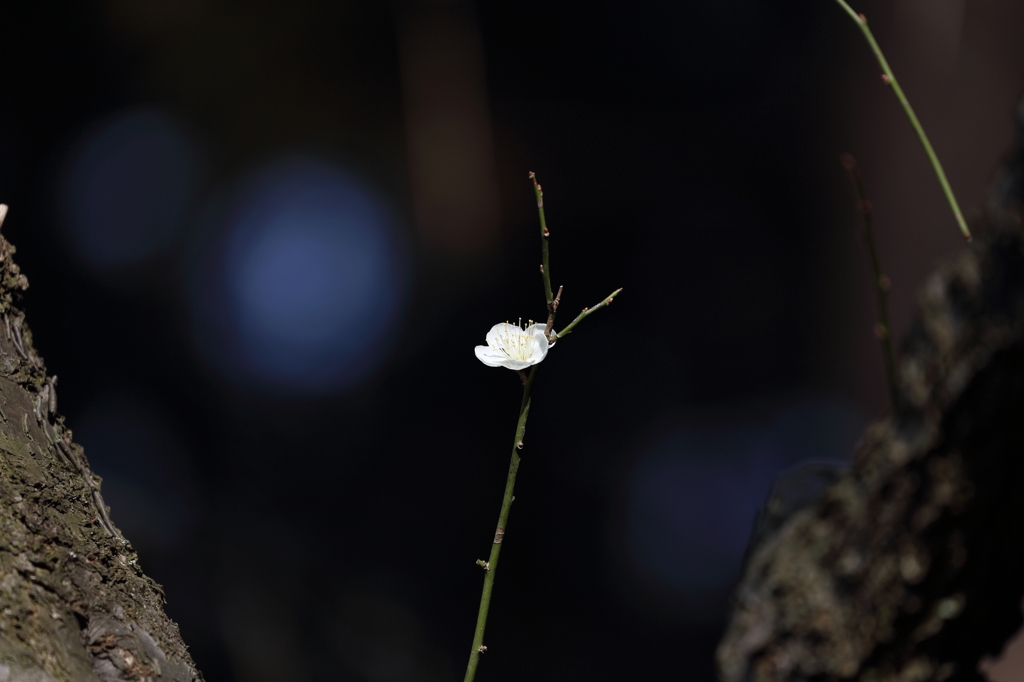 一重野梅