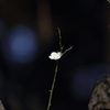 一重野梅