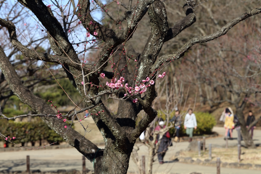 八重寒桜？と行楽の人たち