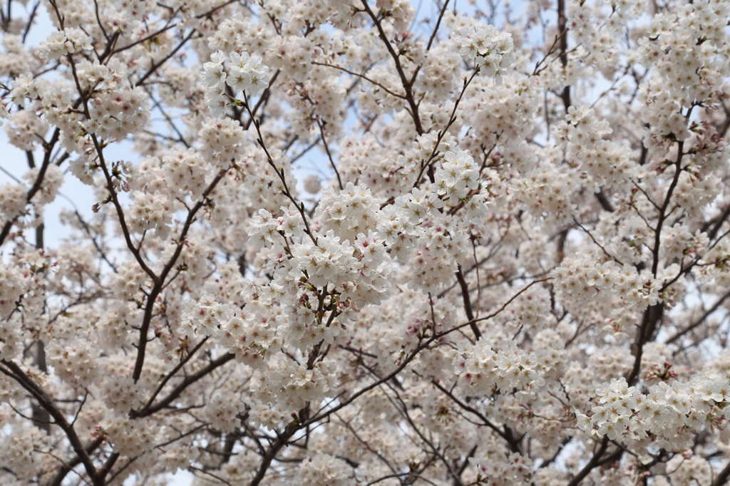 桜＠今川公園