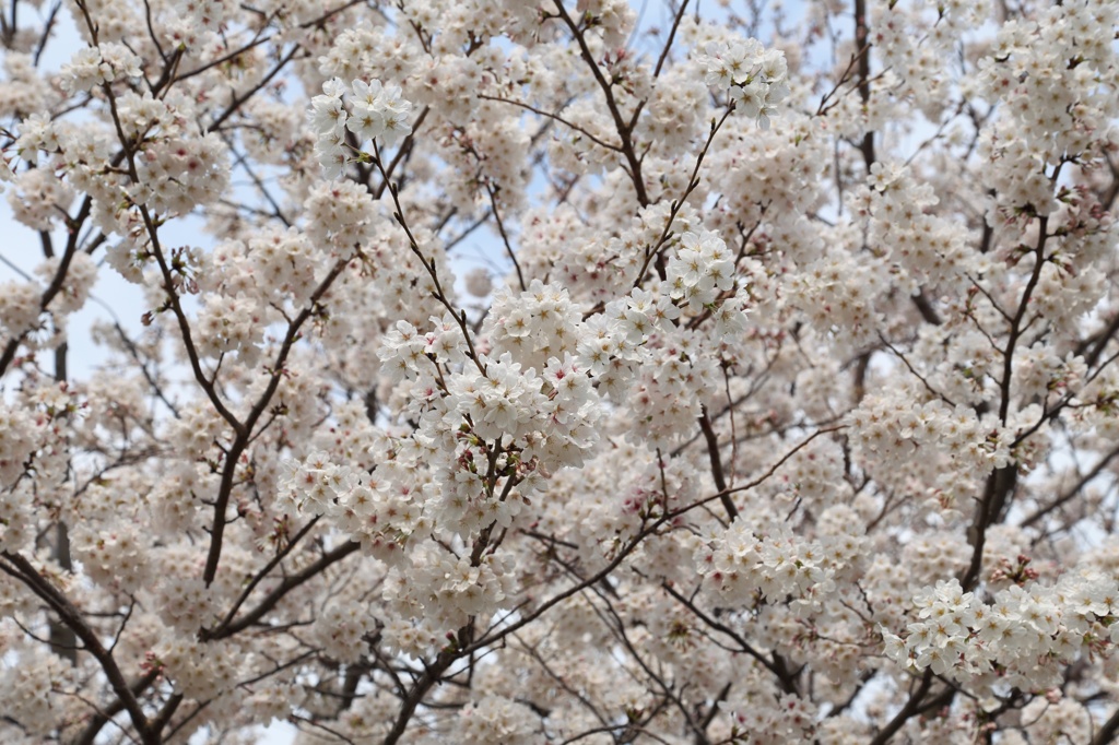 桜＠今川公園