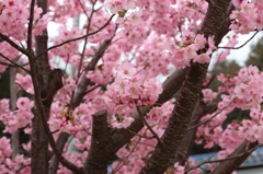 桜（品種不明）