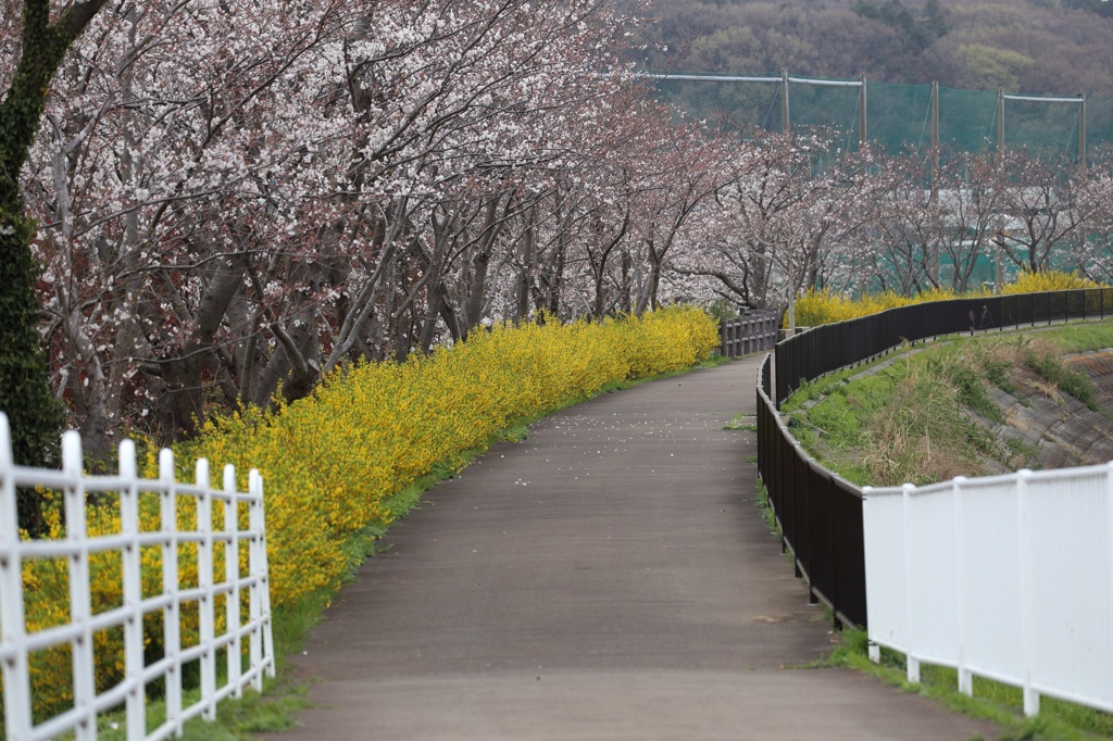 春の境川CR