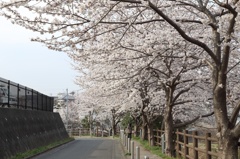 街と桜の調和