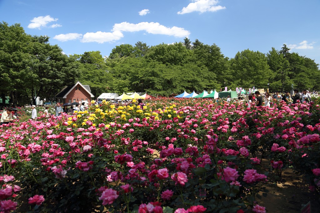 さいたま　与野公園のバラ 2014
