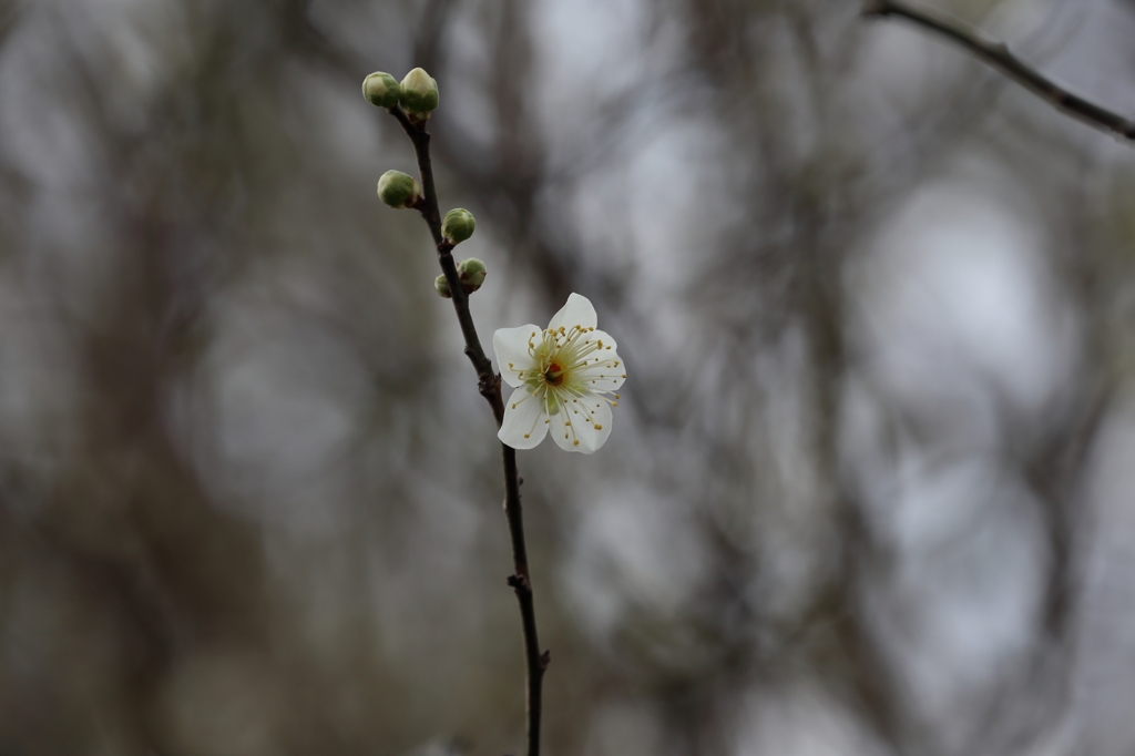 梅の花 第一陣