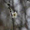 梅の花 第一陣