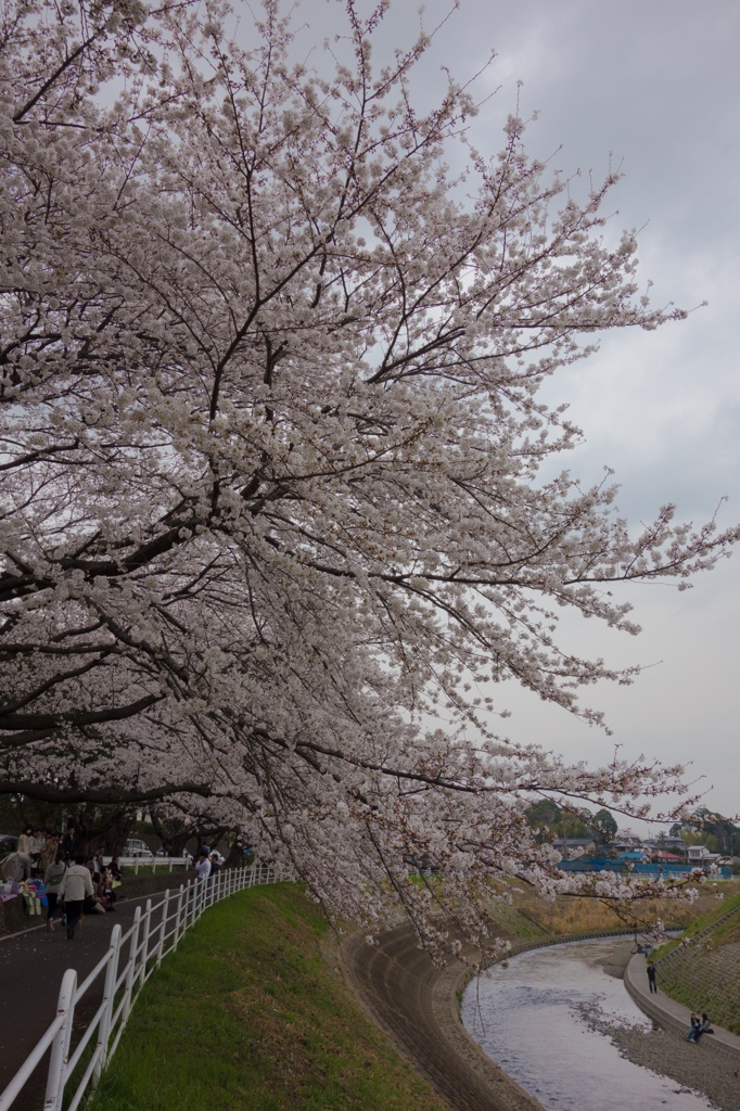 境川沿い