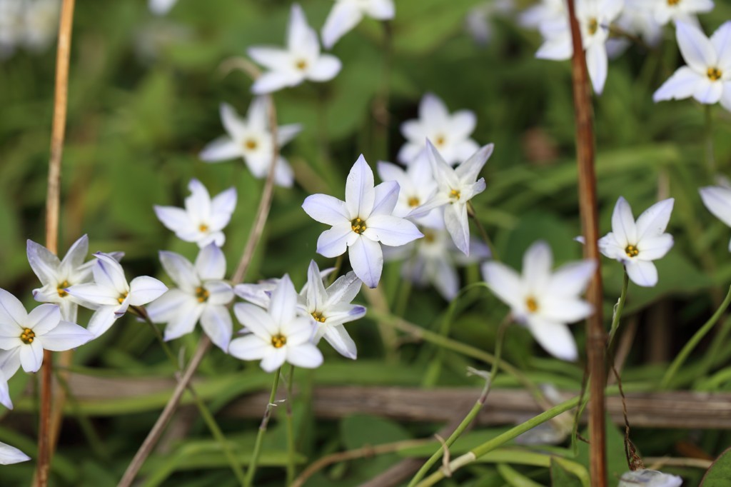 よく見る花（ハナニラ（花韮））