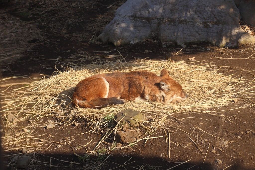 キツネのようで、犬のようで。ドールという名前の動物。