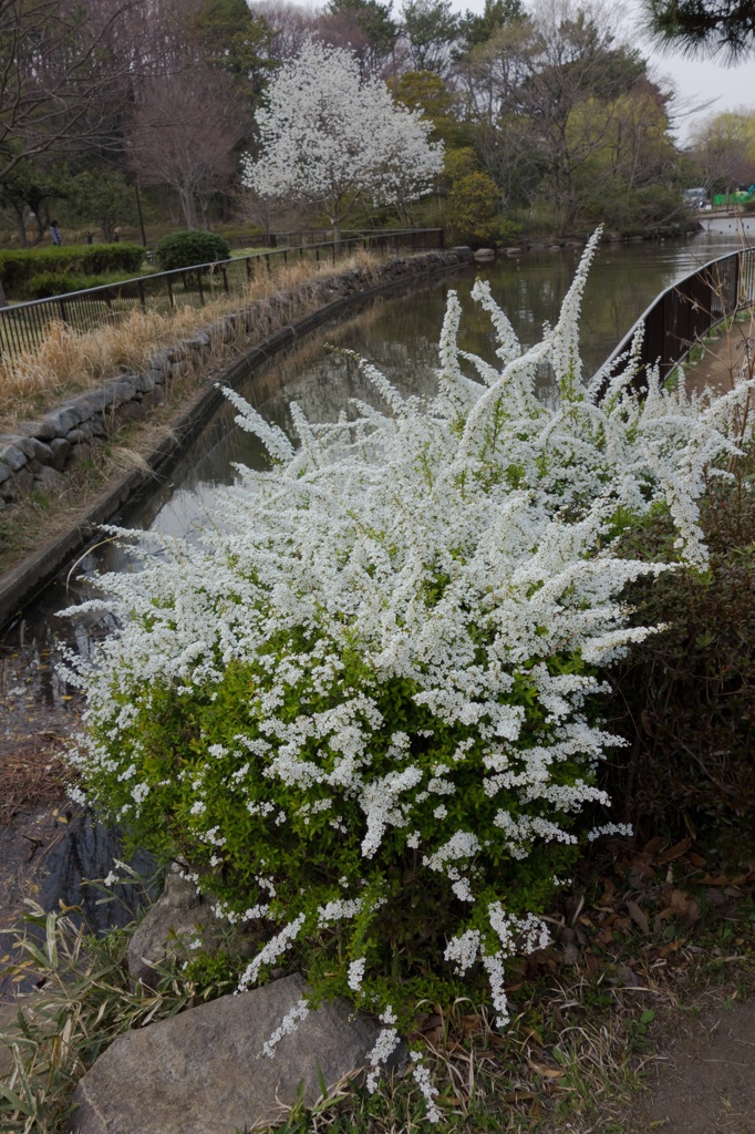 雪柳＠こども自然公園