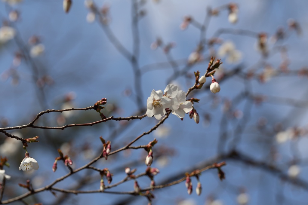 桜？