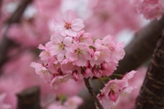 桜（品種不明）