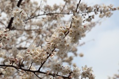 桜＠今川公園