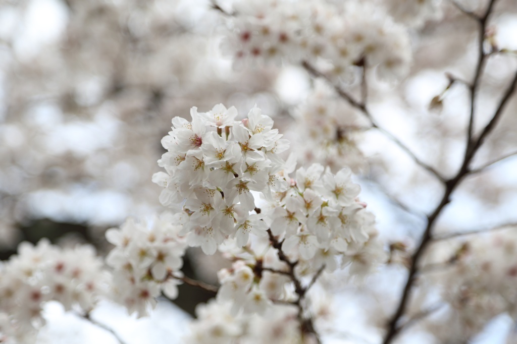 2013年の桜の締め