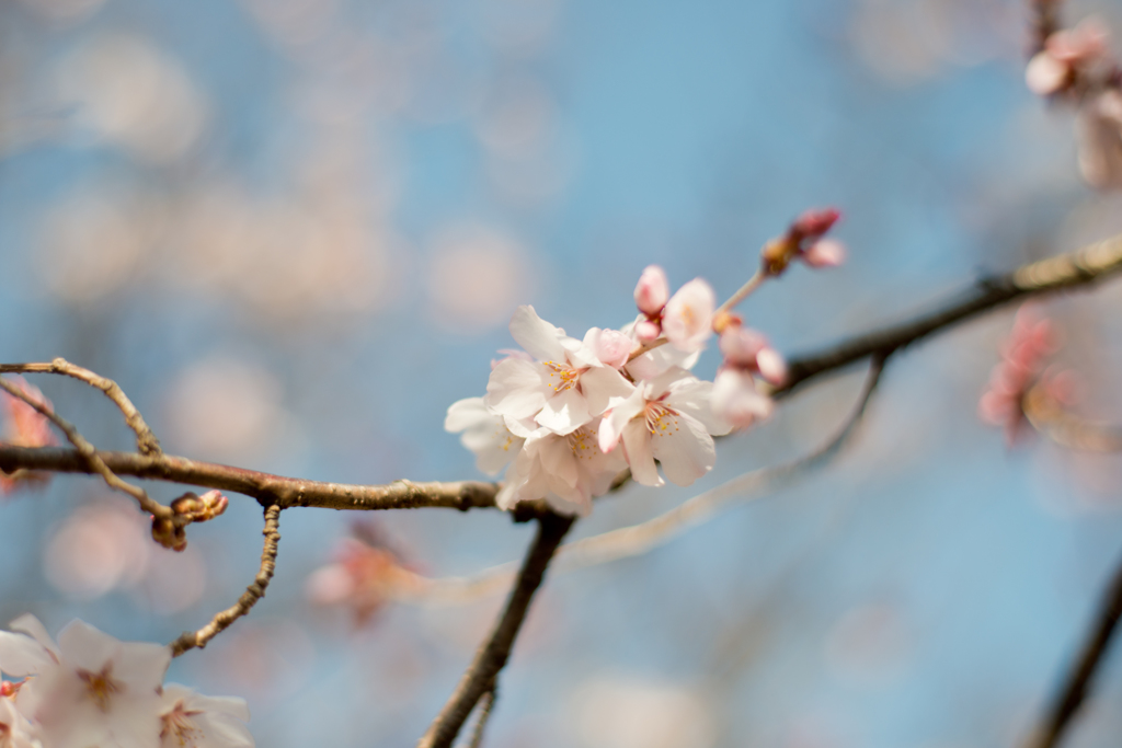 初桜＠新宿御苑にて