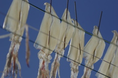 Squids in sky