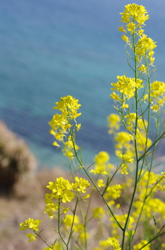 海と菜の花