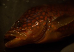 本日の釣果　あこう