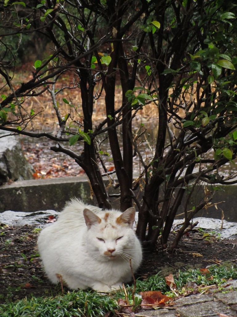 雨やどり