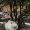 雨やどり