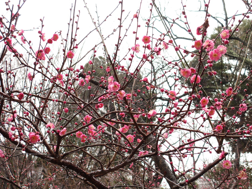 開花した梅の花