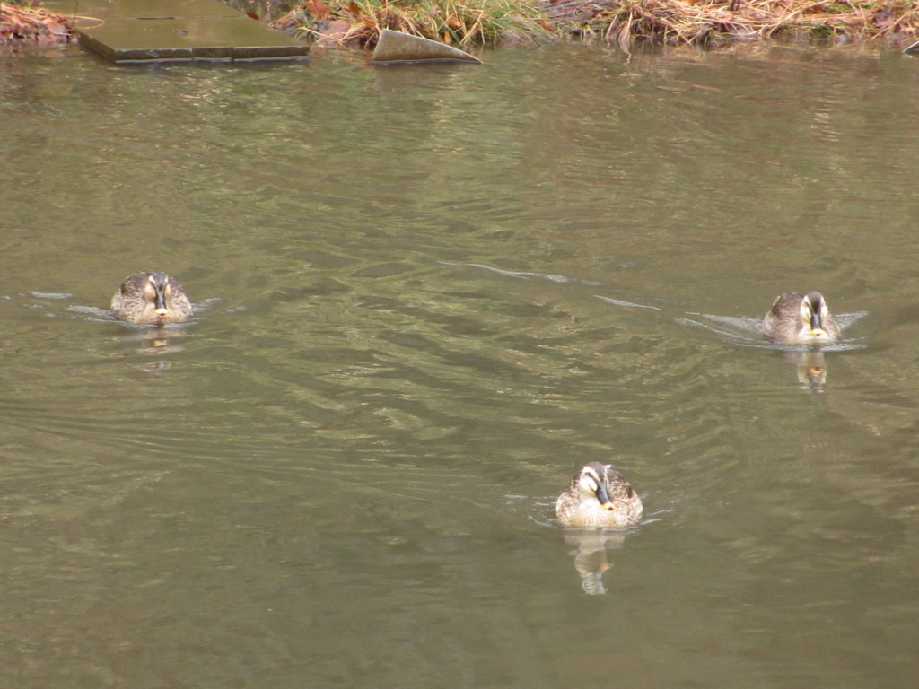中央公園の鴨