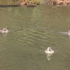 中央公園の鴨