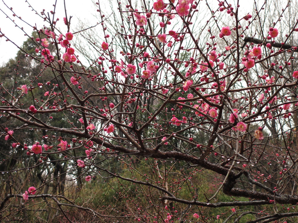 ひと足早い梅の花