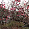 ひと足早い梅の花