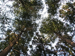 長屋門公園の森林
