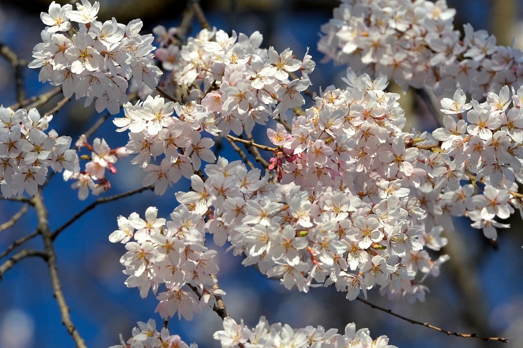 白馬村、徹然（てつねん）桜