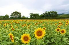 ひまわり