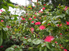 P2060278