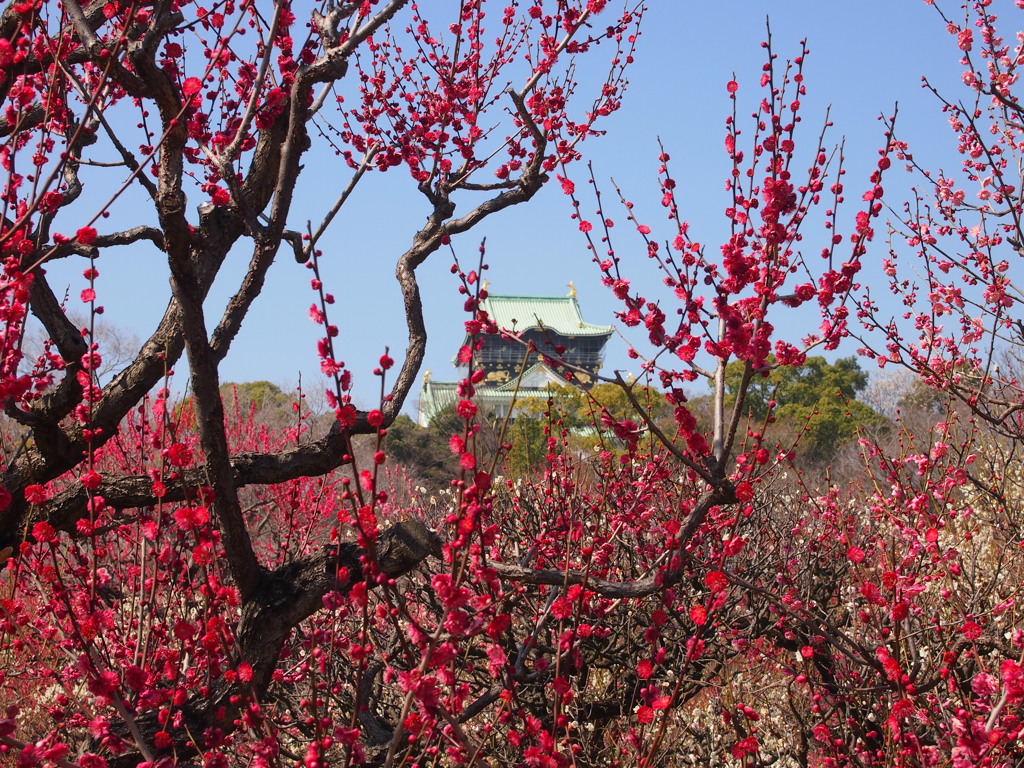 大坂城梅林