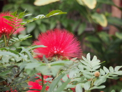 P2060267