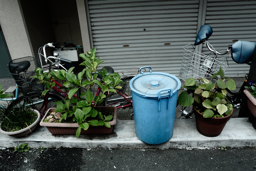 新宿区の植木