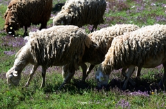 南フランス、山の羊達