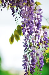 藤の花房
